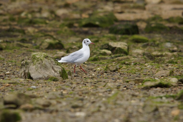 Mouette rieuse