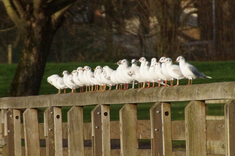 Mouettes rieuses 2