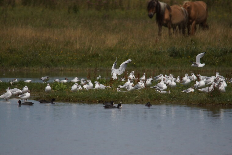 Mouettes rieuses Foulques macroule