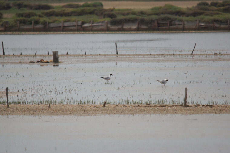 Mouettes rieuses pataugeant dans des anciennes salines