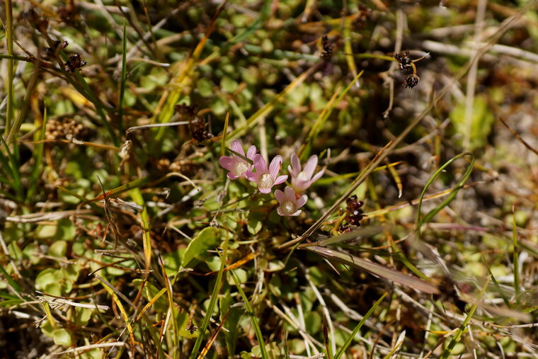 Mouron délicat