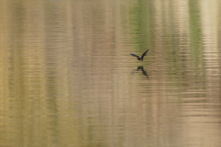 Murin sp sous réserve