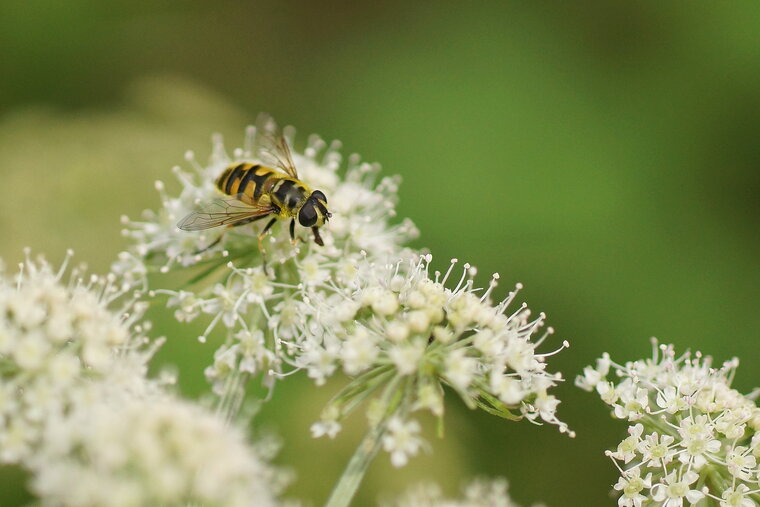 Myathropa florea