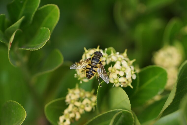 Myathropa florea Eristale des fleurs