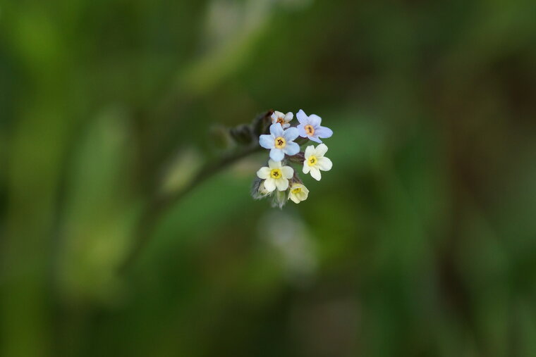 Myosotis bicolor