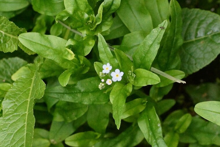 Myosotis des marais