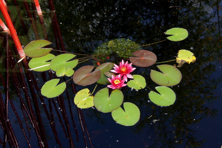 Nénuphar rose