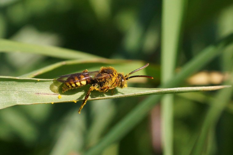 Nomada sp