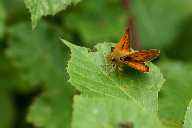 Ochlodes sylvanus La Sylvaine