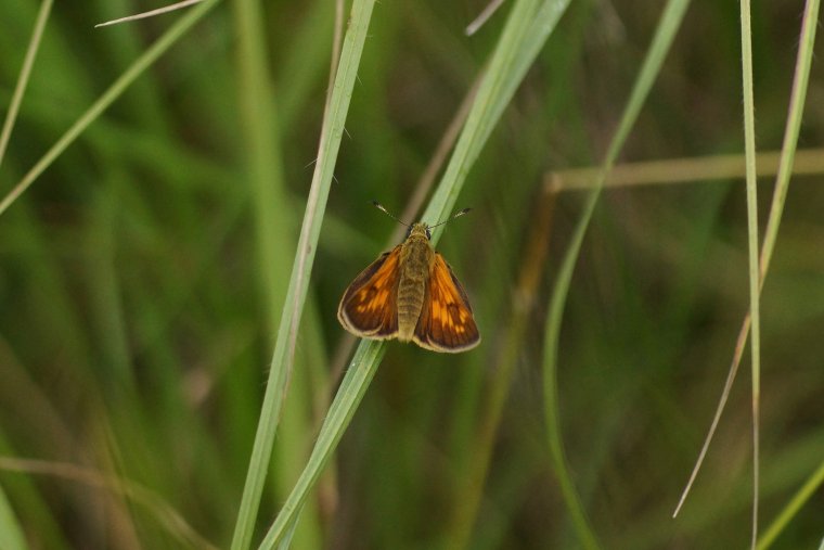 Ochlodes sylvanus La Sylvaine