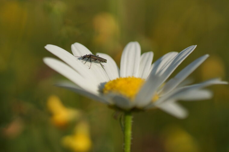 Oedemera virescens ou Oedemera lurida