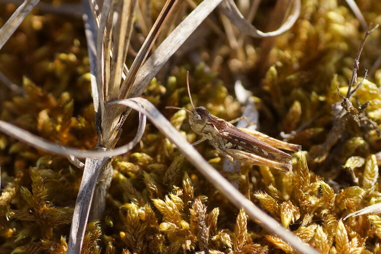 Oedipode sp sous réserve