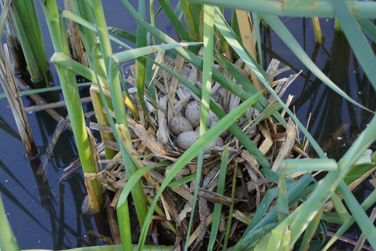 Oeufs de Foulques sous réserve