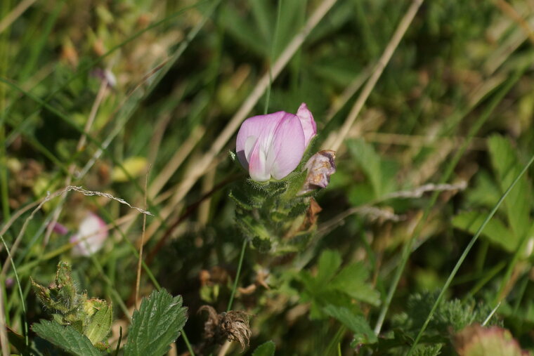 Ononis repens Bugrane maritime sous réserve