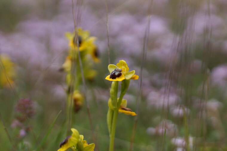 Ophrys jaune