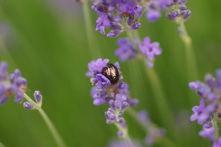 Oreina cerealis