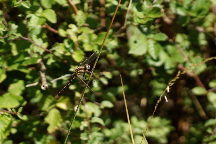 Orthetrum albistyllum