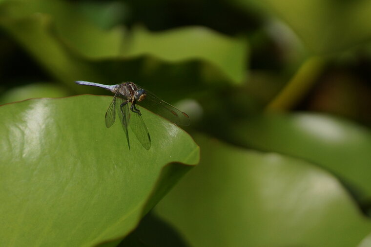 Orthetrum brunneum Orthétrum brun