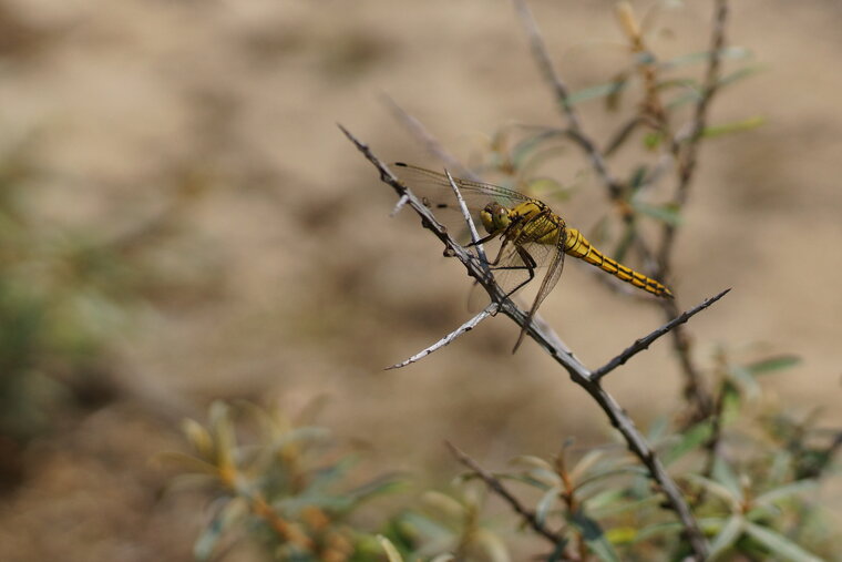 Orthetrum cancellatum