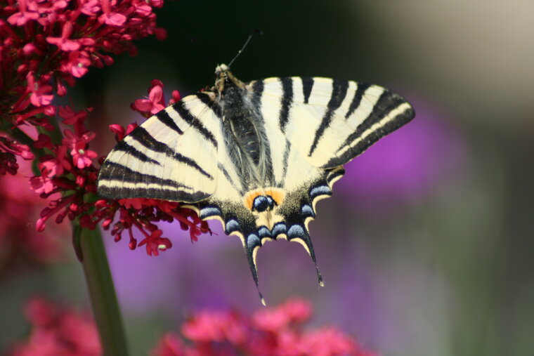 p MACHAON 2009 05 13 0014