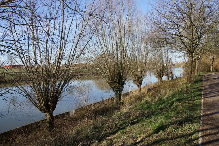 Palplanche et arbres têtards