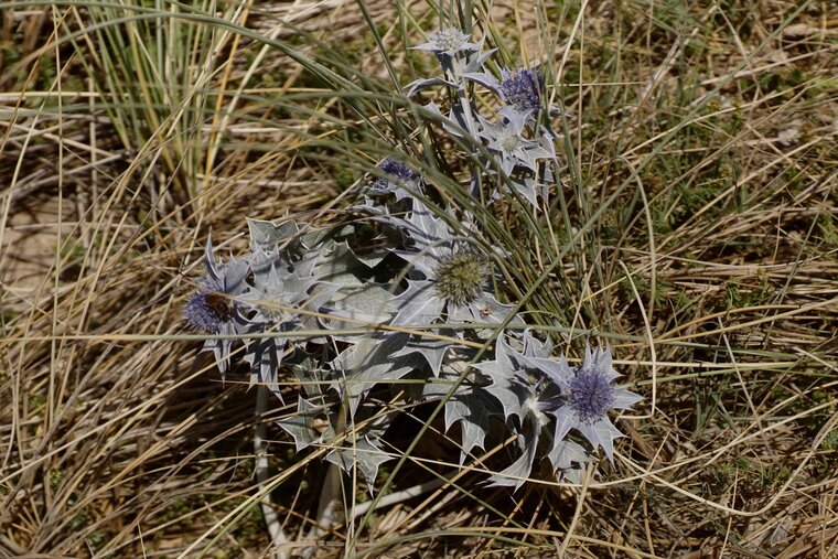 Panicaut maritimeDSC09917