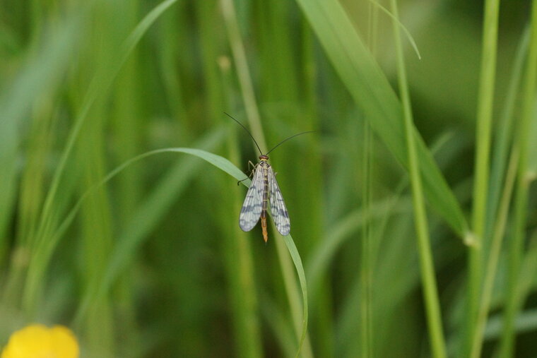 Panorpa vulgaris 2