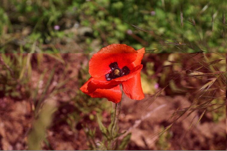 Papaver sp