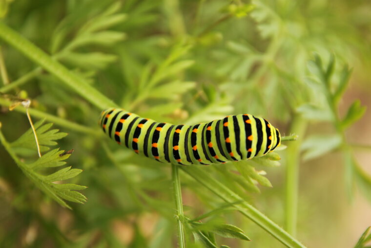 PAPILIO MACHAON 2012 06 19 0006