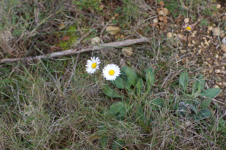 Pâquerette Bellis perennis