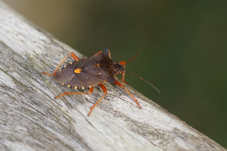 Pentatoma rufipes 2