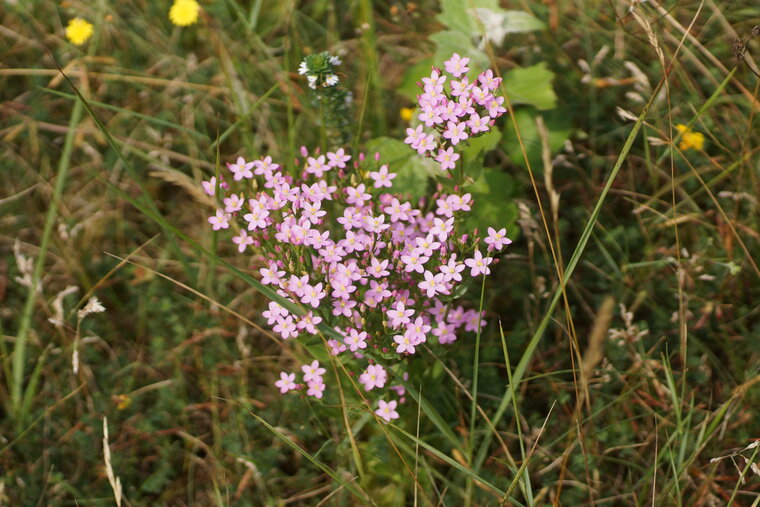 Petite centaurée