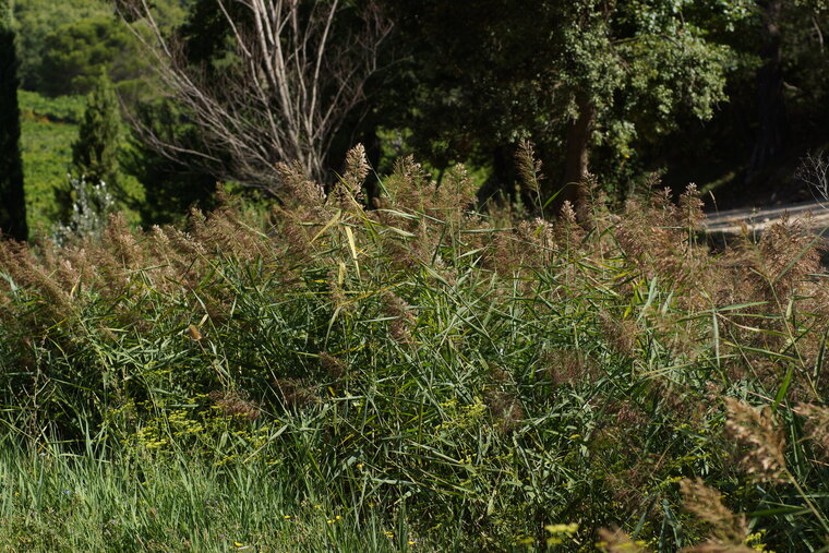 Phragmites australis