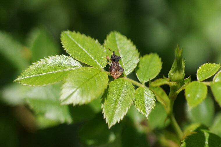 Phymata crassipes