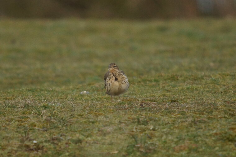 Pipit sp 2