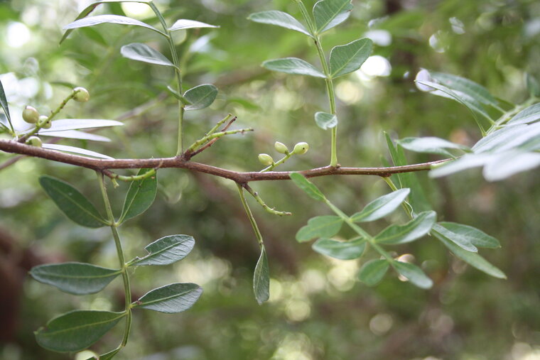 Pistachier lentisque