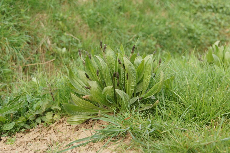 Plantain lancéolé sous réserve