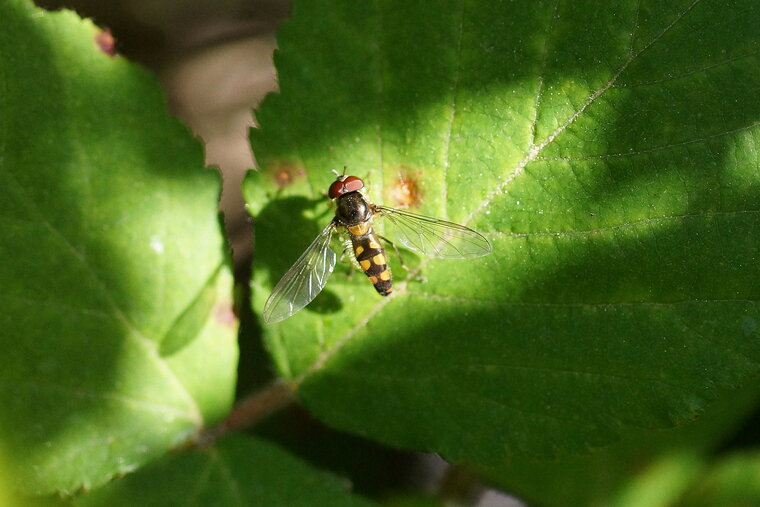 Platycheirus sp