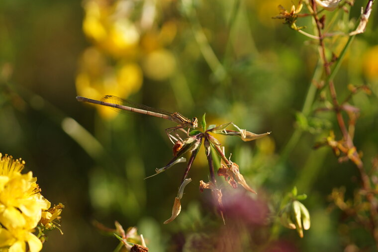 Platycnemis acutipennis sous réserve