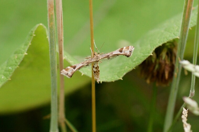 Platyptilia gonodactyla