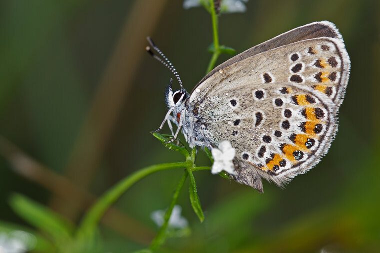 Plebejus argus 005