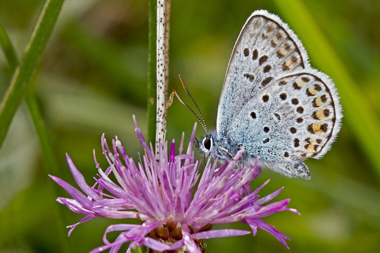 Plebejus argus 006