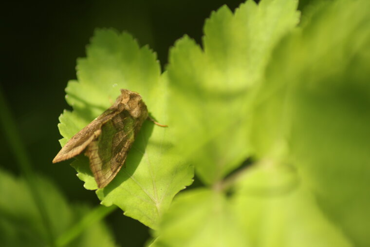 Plusie vert dorée