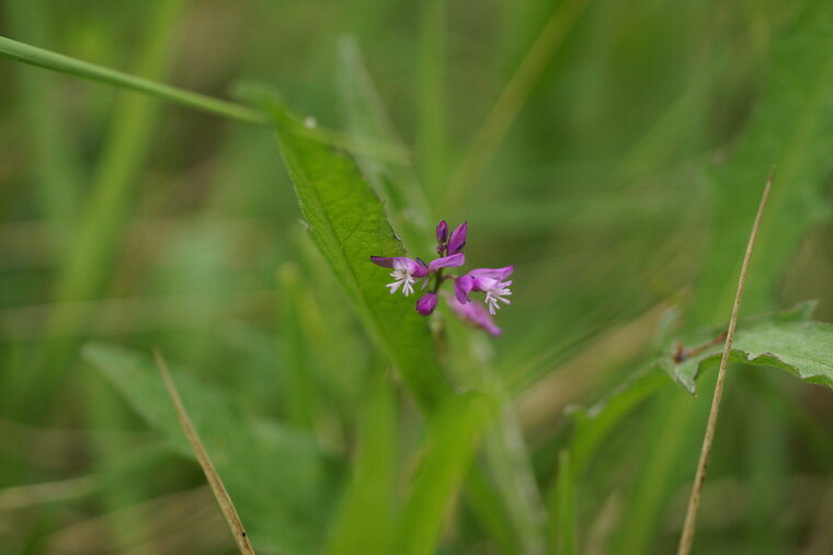 Polygala sp