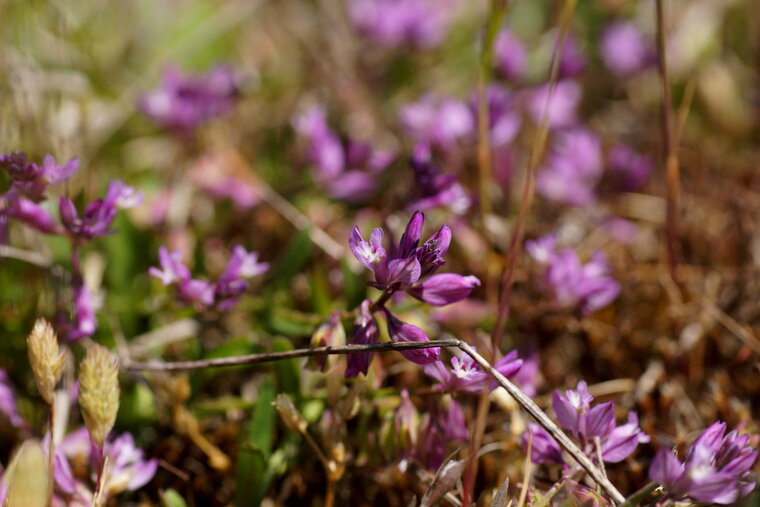 Polygala sp