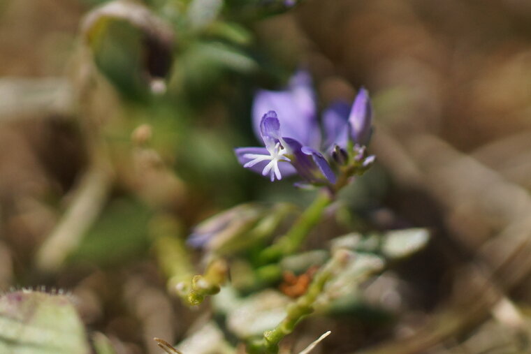 Polygala sp