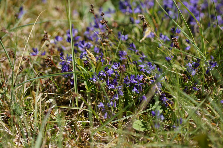 Polygala sp 2