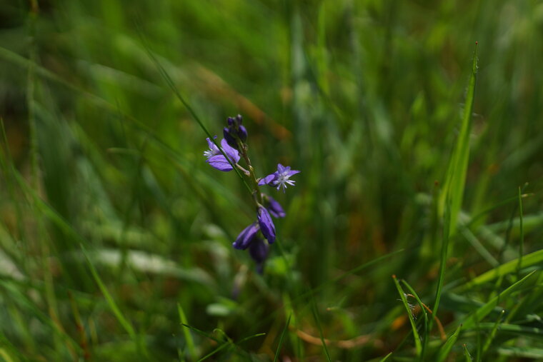 Polygala sp 2