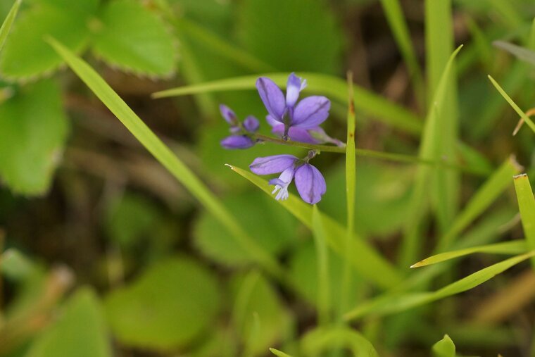 Polygala vulgaris