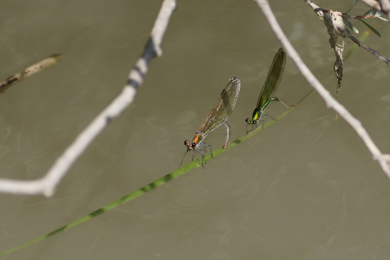 Ponte collective C splendens C haemorrhoidalis